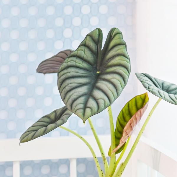 Chậu Cây Thiết Kế Mát Xanh 166