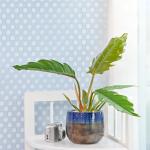 Chậu Cây Thiết Kế Mát Xanh 167