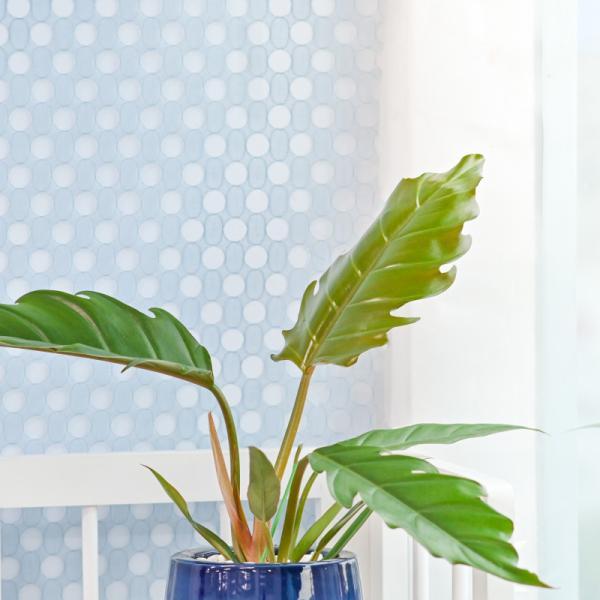 Chậu Cây Thiết Kế Mát Xanh 167