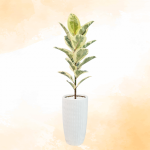 Chậu Cây Thiết Kế Đồng Xanh 047