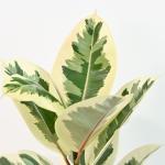 Chậu Sứ Cây Đa Cẩm Thạch 028