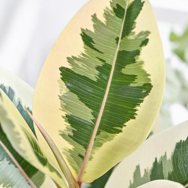 Chậu Cây Thiết Kế Đồng Xanh 047