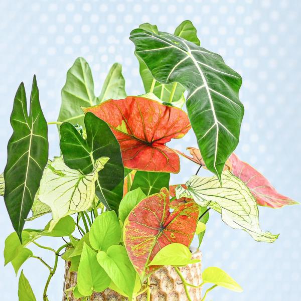 Chậu Cây Thiết Kế Đồng Xanh 162