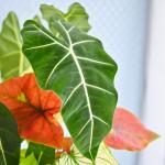 Chậu Cây Thiết Kế Đồng Xanh 162