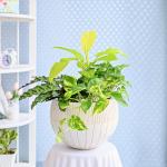 Chậu Cây Thiết Kế Mát Xanh 161