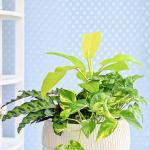 Chậu Cây Thiết Kế Mát Xanh 161