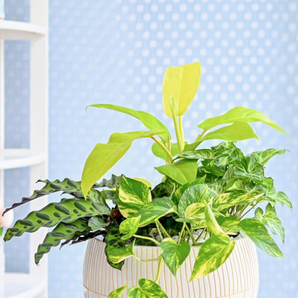 Chậu Cây Thiết Kế Mát Xanh 161