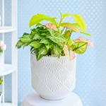 Chậu Cây Thiết Kế Mát Xanh 164