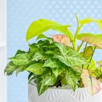 Chậu Cây Thiết Kế Mát Xanh 164