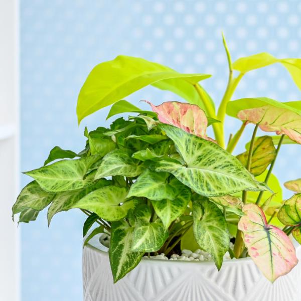 Chậu Cây Thiết Kế Mát Xanh 164