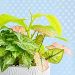 Chậu Cây Thiết Kế Mát Xanh 164