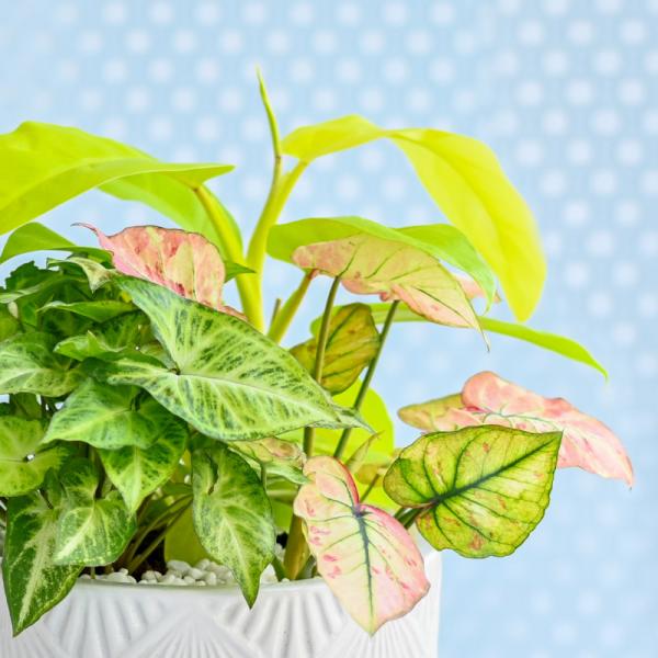 Chậu Cây Thiết Kế Mát Xanh 164