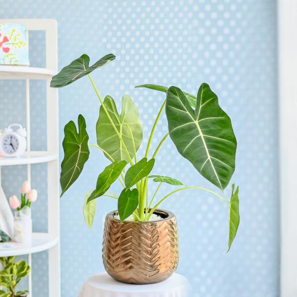 Chậu Cây Thiết Kế Đồng Xanh 165