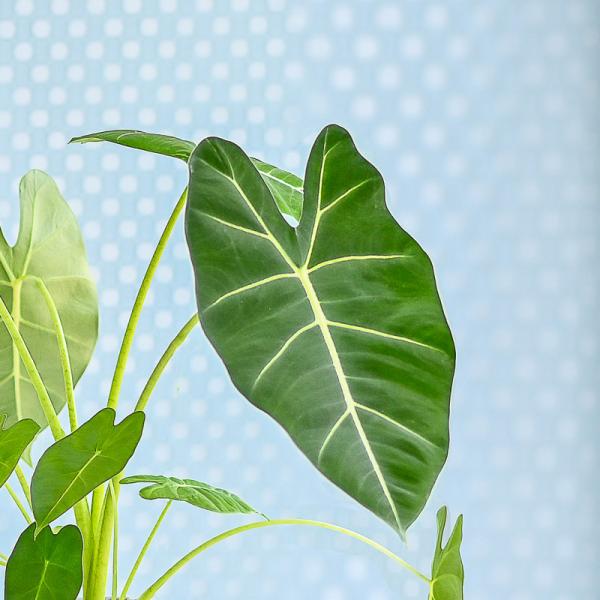 Chậu Cây Thiết Kế Đồng Xanh 165