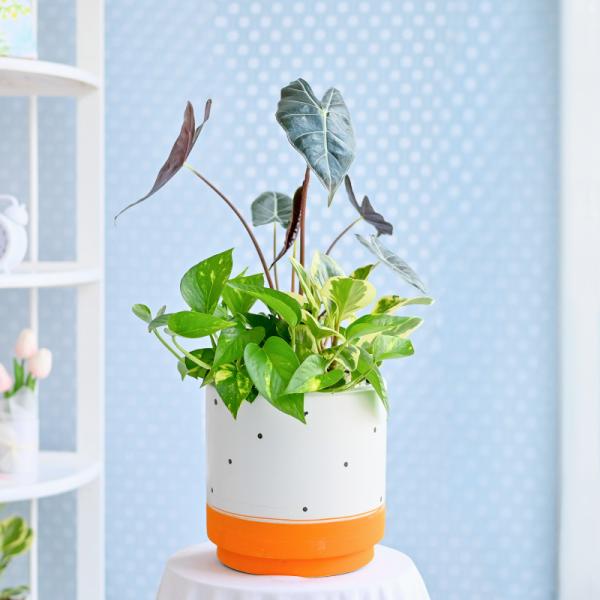 Chậu Cây Thiết Kế Đồng Xanh 163