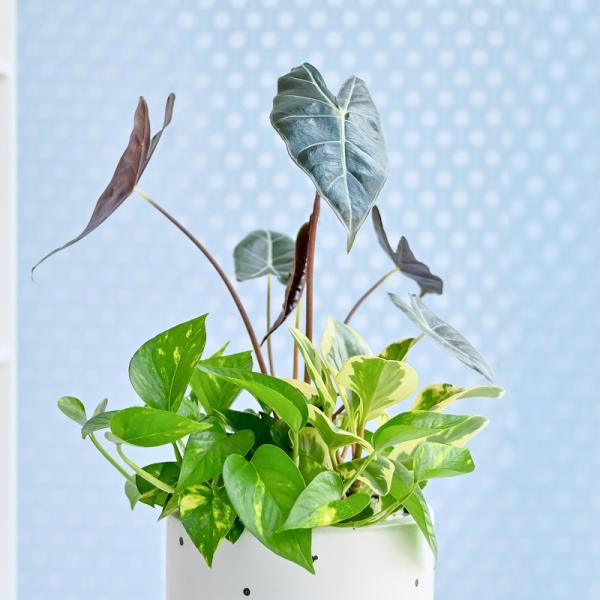 Chậu Cây Thiết Kế Đồng Xanh 163