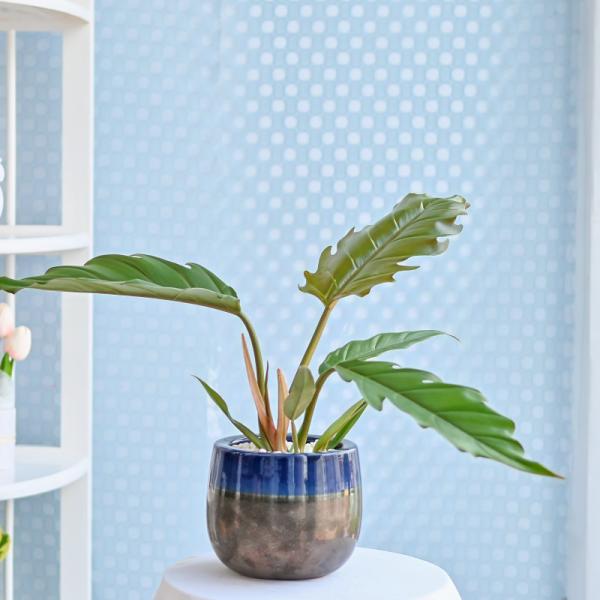 Chậu Cây Thiết Kế Mát Xanh 167