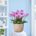 Lan Hồ Điệp Hồng Phát 082