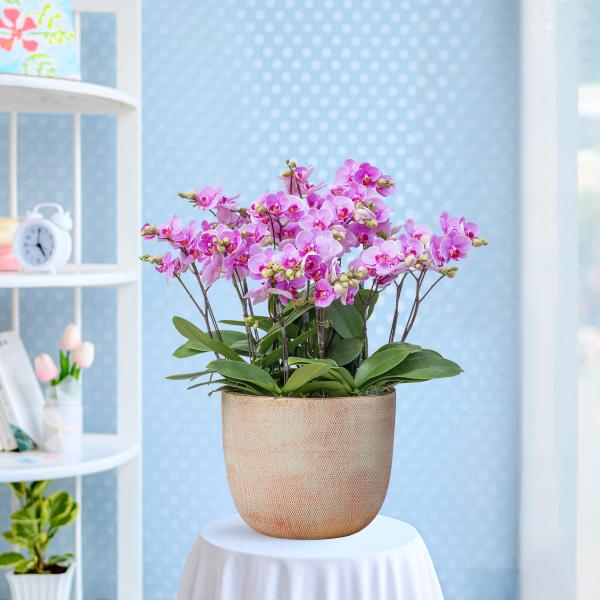 Lan Hồ Điệp Hồng Phát 082