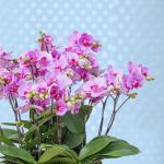 Lan Hồ Điệp Hồng Phát 082