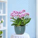 Lan Hồ Điệp Hồng Phát 083