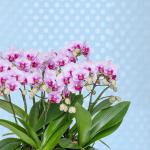 Lan Hồ Điệp Hồng Phát 083