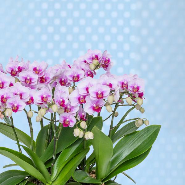 Lan Hồ Điệp Hồng Phát 083