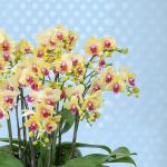 Lan Hồ Điệp Thành Ý 084