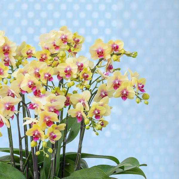 Lan Hồ Điệp Thành Ý 084