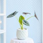 Chậu Cây Thiết Kế Mát Xanh 166