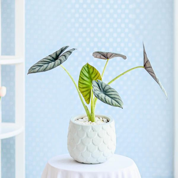 Chậu Cây Thiết Kế Mát Xanh 166