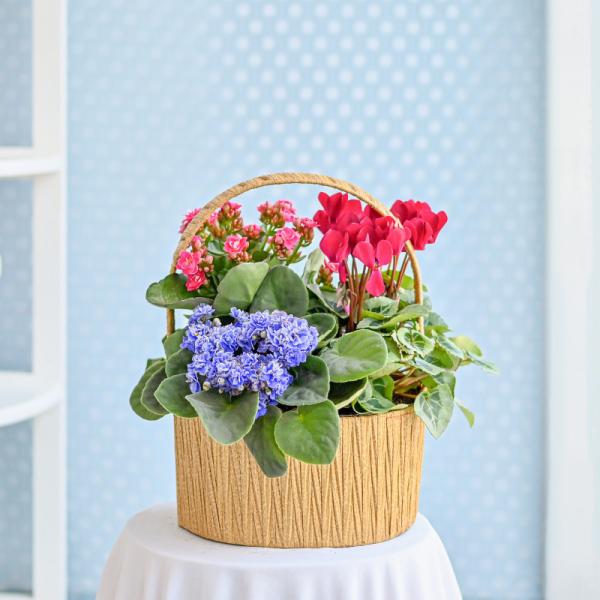 Chậu Hoa Thiết Kế Vườn Xinh 168