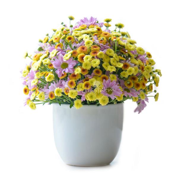 Bình Hoa  Nắng Ấm Dịu Dàng 158