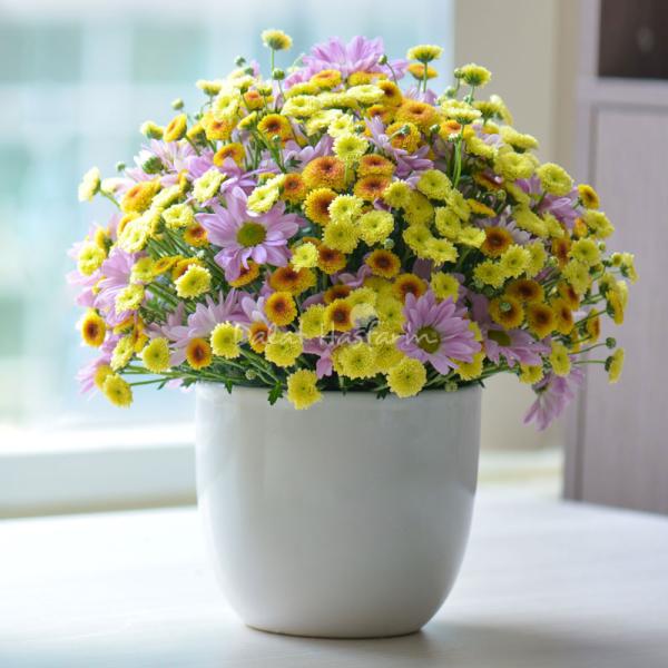 Bình Hoa  Nắng Ấm Dịu Dàng 158