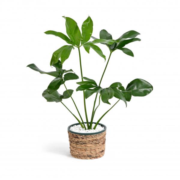 Chậu Cây Thiết Kế Đồng Xanh 006