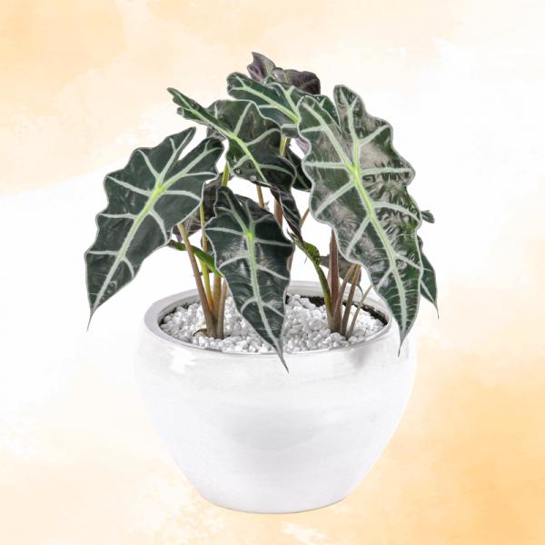 Chậu Cây Thiết Kế Đồng Xanh 017