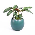 Chậu Sứ Cây Đuôi Công 008