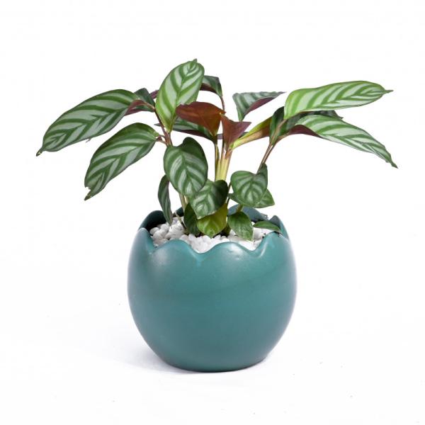 Chậu Sứ Cây Đuôi Công 008