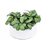 Chậu Cây Thiết Kế Đồng Xanh 002