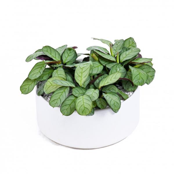 Chậu Cây Thiết Kế Đồng Xanh 002