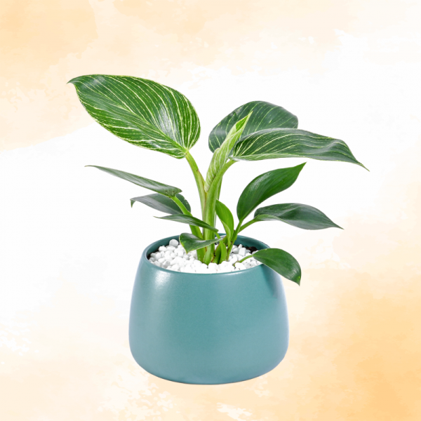 Chậu Cây Thiết Kế Đồng Xanh 007