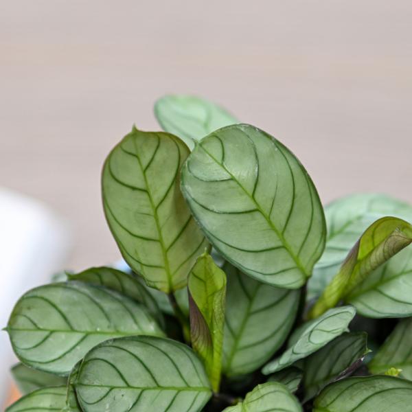 Chậu Cây Thiết Kế Đồng Xanh 027