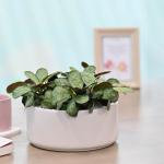 Chậu Cây Thiết Kế Đồng Xanh 002