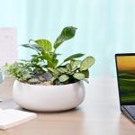 Chậu Cây Thiết Kế Đồng Xanh 027