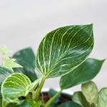 Chậu Cây Thiết Kế Đồng Xanh 027