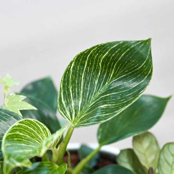 Chậu Cây Thiết Kế Đồng Xanh 027