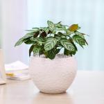 Chậu Cây Thiết Kế Đồng Xanh 002