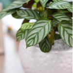 Chậu Cây Thiết Kế Đồng Xanh 002