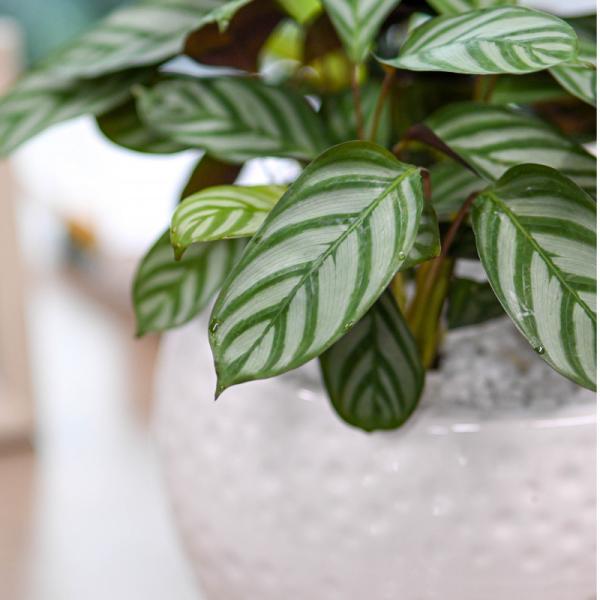 Chậu Cây Thiết Kế Đồng Xanh 002