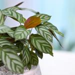 Chậu Cây Thiết Kế Đồng Xanh 002